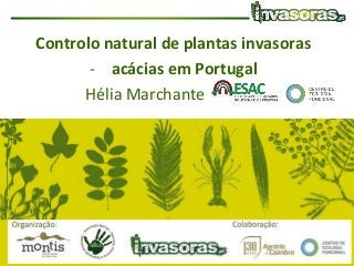 Controlo natural de espécies invasoras| NATIVA/MONTIS| 11 Julho 2017
Controlo natural de plantas invasoras
- acácias em Portugal
Hélia Marchante
 