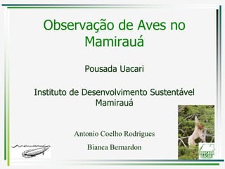 11/5/2011 1 Observação de Aves no Mamirauá Pousada Uacari Instituto de Desenvolvimento Sustentável Mamirauá Antonio Coelho Rodrigues Bianca Bernardon 