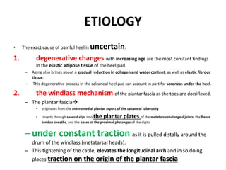 ETIOLOGY
• The exact cause of painful heel is uncertain.
1. degenerative changes with increasing age are the most constant findings
in the elastic adipose tissue of the heel pad.
– Aging also brings about a gradual reduction in collagen and water content, as well as elastic fibrous
tissue.
– This degenerative process in the calcaneal heel pad can account in part for soreness under the heel.
2. the windlass mechanism of the plantar fascia as the toes are dorsiflexed.
– The plantar fascia
• originates from the anteromedial plantar aspect of the calcaneal tuberosity
• inserts through several slips into the plantar plates of the metatarsophalangeal joints, the flexor
tendon sheaths, and the bases of the proximal phalanges of the digits
–under constant traction as it is pulled distally around the
drum of the windlass (metatarsal heads).
– This tightening of the cable, elevates the longitudinal arch and in so doing
places traction on the origin of the plantar fascia
 