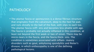 PATHOLOGY
• The plantar fascia or aponeurosis is a dense fibrous structure
that originates from the calcaneum, deep to the heel fat pad,
and runs distally to the ball of the foot, with slips to each toe.
The plantar fascia stiff- ens and becomes less pliable with age.
The fascia is probably not actually inflamed in this condition, at
least not beyond the first week or two of onset. There may be
micro-tears in the fascia, and the fascia thick- ens. The
condition is sometimes associated with inflam- matory
disorders such as gout, ankylosing spondylitis and Reiter's
disease, in which enthesopathy is one of the defining
pathological lesions.
 