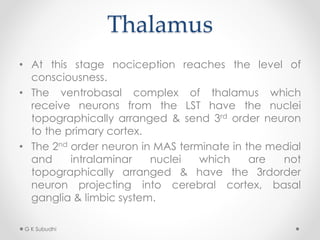Thalamus
• At this stage nociception reaches the level of
consciousness.
• The ventrobasal complex of thalamus which
receive neurons from the LST have the nuclei
topographically arranged & send 3rd order neuron
to the primary cortex.
• The 2nd order neuron in MAS terminate in the medial
and intralaminar nuclei which are not
topographically arranged & have the 3rdorder
neuron projecting into cerebral cortex, basal
ganglia & limbic system.
G K Subudhi
 