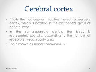 Cerebral cortex
• Finally the nociception reaches the somatosensory
cortex, which is located in the postcentral gyrus of
parietal lobe.
• In the somatosensory cortex, the body is
represented spatially, according to the number of
receptors in each body area
• This is known as sensory homunculus .
G K Subudhi
 