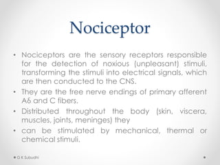 Nociceptor
• Nociceptors are the sensory receptors responsible
for the detection of noxious (unpleasant) stimuli,
transforming the stimuli into electrical signals, which
are then conducted to the CNS.
• They are the free nerve endings of primary afferent
Aδ and C fibers.
• Distributed throughout the body (skin, viscera,
muscles, joints, meninges) they
• can be stimulated by mechanical, thermal or
chemical stimuli.
G K Subudhi
 