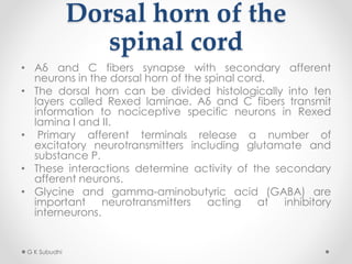 Dorsal horn of the
spinal cord
• Aδ and C fibers synapse with secondary afferent
neurons in the dorsal horn of the spinal cord.
• The dorsal horn can be divided histologically into ten
layers called Rexed laminae. Aδ and C fibers transmit
information to nociceptive specific neurons in Rexed
lamina I and II.
• Primary afferent terminals release a number of
excitatory neurotransmitters including glutamate and
substance P.
• These interactions determine activity of the secondary
afferent neurons.
• Glycine and gamma-aminobutyric acid (GABA) are
important neurotransmitters acting at inhibitory
interneurons.
G K Subudhi
 