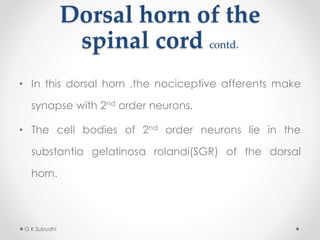 Dorsal horn of the
spinal cord contd.
• In this dorsal horn ,the nociceptive afferents make
synapse with 2nd order neurons.
• The cell bodies of 2nd order neurons lie in the
substantia gelatinosa rolandi(SGR) of the dorsal
horn.
G K Subudhi
 