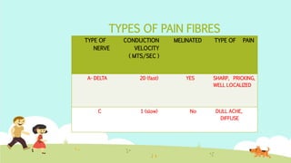 TYPES OF PAIN FIBRES
TYPE OF
NERVE
CONDUCTION
VELOCITY
( MTS/SEC )
MELINATED TYPE OF PAIN
A- DELTA 20 (fast) YES SHARP, PR...