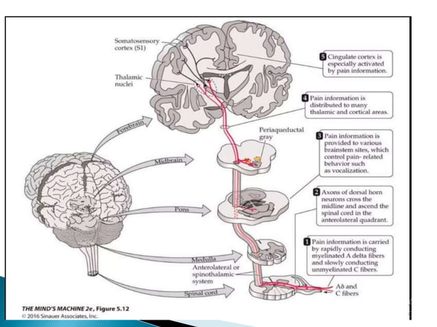 Pain Gate theory.pptx | Brain and Nervous System Disorders | Diseases ...