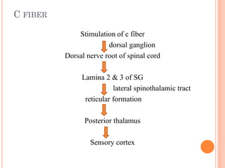 C FIBER
Stimulation of c fiber
dorsal ganglion
Dorsal nerve root of spinal cord
Lamina 2 & 3 of SG
lateral spinothalamic tract
reticular formation
Posterior thalamus
Sensory cortex
 