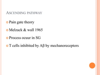 ASCENDING PATHWAY
 Pain gate theory
 Melzack & wall 1965
 Process ocuur in SG
 T cells inhibited by Aβ by mechanoreceptors
 