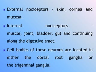  External nociceptors – skin, cornea and
mucosa.
 Internal nociceptors –
muscle, joint, bladder, gut and continuing
along the digestive tract.
 Cell bodies of these neurons are located in
either the dorsal root ganglia or
the trigeminal ganglia.
 