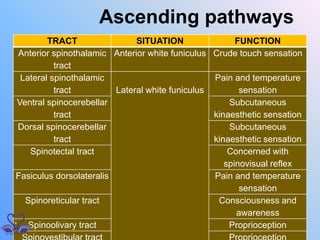 TRACT SITUATION FUNCTION
Anterior spinothalamic
tract
Anterior white funiculus Crude touch sensation
Lateral spinothalamic
tract Lateral white funiculus
Pain and temperature
sensation
Ventral spinocerebellar
tract
Subcutaneous
kinaesthetic sensation
Dorsal spinocerebellar
tract
Subcutaneous
kinaesthetic sensation
Spinotectal tract Concerned with
spinovisual reflex
Fasiculus dorsolateralis Pain and temperature
sensation
Spinoreticular tract Consciousness and
awareness
Spinoolivary tract Proprioception
Ascending pathways
 