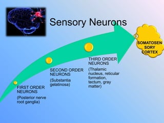 FIRST ORDER
NEURONS
(Posterior nerve
root ganglia)
SECOND ORDER
NEURONS
(Substantia
gelatinosa)
THIRD ORDER
NEURONS
(Thalamic
nucleus, reticular
formation,
tectum, gray
matter)
SOMATOSEN
SORY
CORTEX
Sensory Neurons
 