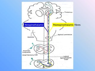 Neospinothalamic fibres Paleospinothalamic fibres
 
