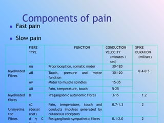 Components of pain
 Fast pain
 Slow pain
FIBRE
TYPE
FUNCTION CONDUCTION
VELOCITY
(minutes /
sec)
SPIKE
DURATION
(milisec)
Myelinated
Fibres
Aα Proprioception, somatic motor 30-120
0.4-0.5
Aβ Touch, pressure and motor
function
30-120
Aγ Motor to muscle spindles 15-35
Aδ Pain, temperature, touch 5-25
Myelinated
fibres
B Preganglionic autonomic fibres 3-15 1.2
Unmyelina
ted
Fibres
sC
(dorsal
root)
Pain, temperature, touch and
conducts impulses generated by
cutaneous receptors
0.7-1.3 2
d γ C Postganglionic sympathetic fibres 0.1-2.0 2
 