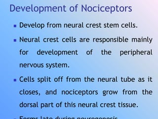 Development of Nociceptors
 Develop from neural crest stem cells.
 Neural crest cells are responsible mainly
for development of the peripheral
nervous system.
 Cells split off from the neural tube as it
closes, and nociceptors grow from the
dorsal part of this neural crest tissue.
 