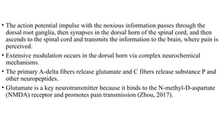 • The action potential impulse with the noxious information passes through the
dorsal root ganglia, then synapses in the dorsal horn of the spinal cord, and then
ascends to the spinal cord and transmits the information to the brain, where pain is
perceived.
• Extensive modulation occurs in the dorsal horn via complex neurochemical
mechanisms.
• The primary A-delta fibers release glutamate and C fibers release substance P and
other neuropeptides.
• Glutamate is a key neurotransmitter because it binds to the N-methyl-D-aspartate
(NMDA) receptor and promotes pain transmission (Zhou, 2017).
 