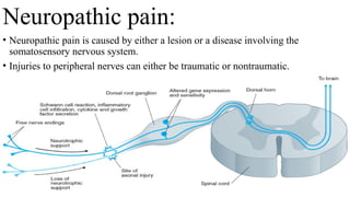 Neuropathic pain:
• Neuropathic pain is caused by either a lesion or a disease involving the
somatosensory nervous system.
• Injuries to peripheral nerves can either be traumatic or nontraumatic.
 