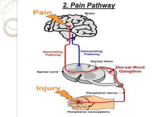2. Pain Pathway
 