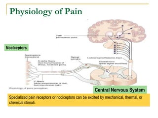 Physiology of Pain
Specialized pain receptors or nociceptors can be excited by mechanical, thermal, or
chemical stimuli.
Nociceptors
Central Nervous System
 