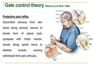 Gate control theory (Melzack and Wall, 1965)
Protective pain reflex.
Discomfort stimulus from skin
travel along sensory neuron to
dorsal horn of spinal cord,
synapses with motor neuron,
travels along spinal nerve to
skeletal muscle, causing
withdrawal from pain stimulus.
 