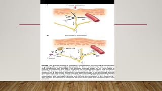 pain mechanisms and assessment of pain .pptx
