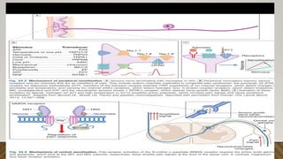 pain mechanisms and assessment of pain .pptx