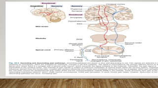 pain mechanisms and assessment of pain .pptx