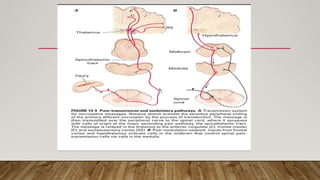 pain mechanisms and assessment of pain .pptx