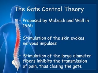 The Gate Control Theory
• Proposed by Melzack and Wall in
1965
• Stimulation of the skin evokes
nervous impulses
• Stimulation of the large diameter
fibers inhibits the transmission
of pain, thus closing the gate
 