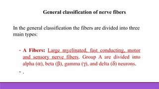 General classification of nerve fibers
In the general classification the fibers are divided into three
main types:
- A Fibers: Large myelinated, fast conducting, motor
and sensory nerve fibers. Group A are divided into
alpha (a), beta (b), gamma (g), and delta (d) neurons.
- .
 
