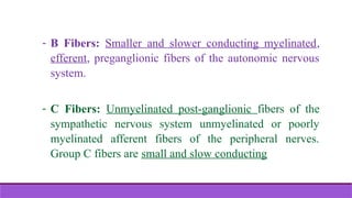 - B Fibers: Smaller and slower conducting myelinated,
efferent, preganglionic fibers of the autonomic nervous
system.
- C Fibers: Unmyelinated post-ganglionic fibers of the
sympathetic nervous system unmyelinated or poorly
myelinated afferent fibers of the peripheral nerves.
Group C fibers are small and slow conducting
 