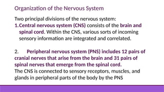Organization of the Nervous System
Two principal divisions of the nervous system:
1.Central nervous system (CNS) consists of the brain and
spinal cord. Within the CNS, various sorts of incoming
sensory information are integrated and correlated.
2. Peripheral nervous system (PNS) includes 12 pairs of
cranial nerves that arise from the brain and 31 pairs of
spinal nerves that emerge from the spinal cord.
The CNS is connected to sensory receptors, muscles, and
glands in peripheral parts of the body by the PNS
 