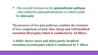  -The second is known as the spinoreticular pathway
- also called the paleospinothalamic or indirect path
for slow pain.
The presence of two pain pathways explains the existence
of two components of pain: fast, sharp and well localized
sensation (first pain) which is conducted by Aδ fibers;
a duller slower onset and often poorly localized
sensation (second pain) which is conducted by C fibers
 