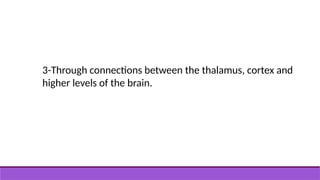 3-Through connections between the thalamus, cortex and
higher levels of the brain.
 