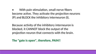 • With pain stimulation, small nerve fibers
become active. They activate the projection neurons
(P) and BLOCK the inhibitory interneuron (I).
Because activity of the inhibitory interneuron is
blocked, it CANNOT block the output of the
projection neuron that connects with the brain.
The "gate is open", therefore, PAIN!!
 