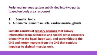 Peripheral nervous system subdivided into two parts:
(based on body area response)
1. Somatic: body
2. Autonomic: smooth muscle, cardiac muscle, glands
Somatic consists of sensory neurons that convey
information from cutaneous and special sense receptors
primarily in the head, body wall, and extremities to the
CNS and motor neurons from the CNS that conduct
impulses to skeletal muscles only.
 