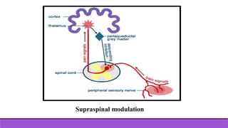 Supraspinal modulation
 