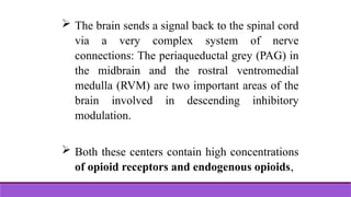  The brain sends a signal back to the spinal cord
via a very complex system of nerve
connections: The periaqueductal grey (PAG) in
the midbrain and the rostral ventromedial
medulla (RVM) are two important areas of the
brain involved in descending inhibitory
modulation.
 Both these centers contain high concentrations
of opioid receptors and endogenous opioids,
 