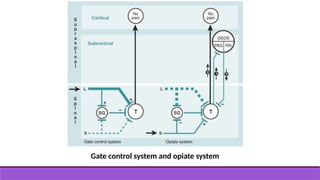 Gate control system and opiate system
 