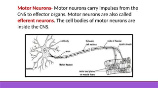 Motor Neurons- Motor neurons carry impulses from the
CNS to effector organs. Motor neurons are also called
efferent neurons. The cell bodies of motor neurons are
inside the CNS.
 