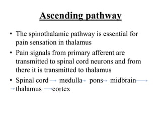 Ascending pathway
• The spinothalamic pathway is essential for
pain sensation in thalamus
• Pain signals from primary afferent are
transmitted to spinal cord neurons and from
there it is transmitted to thalamus
• Spinal cord medulla pons midbrain
thalamus cortex
 