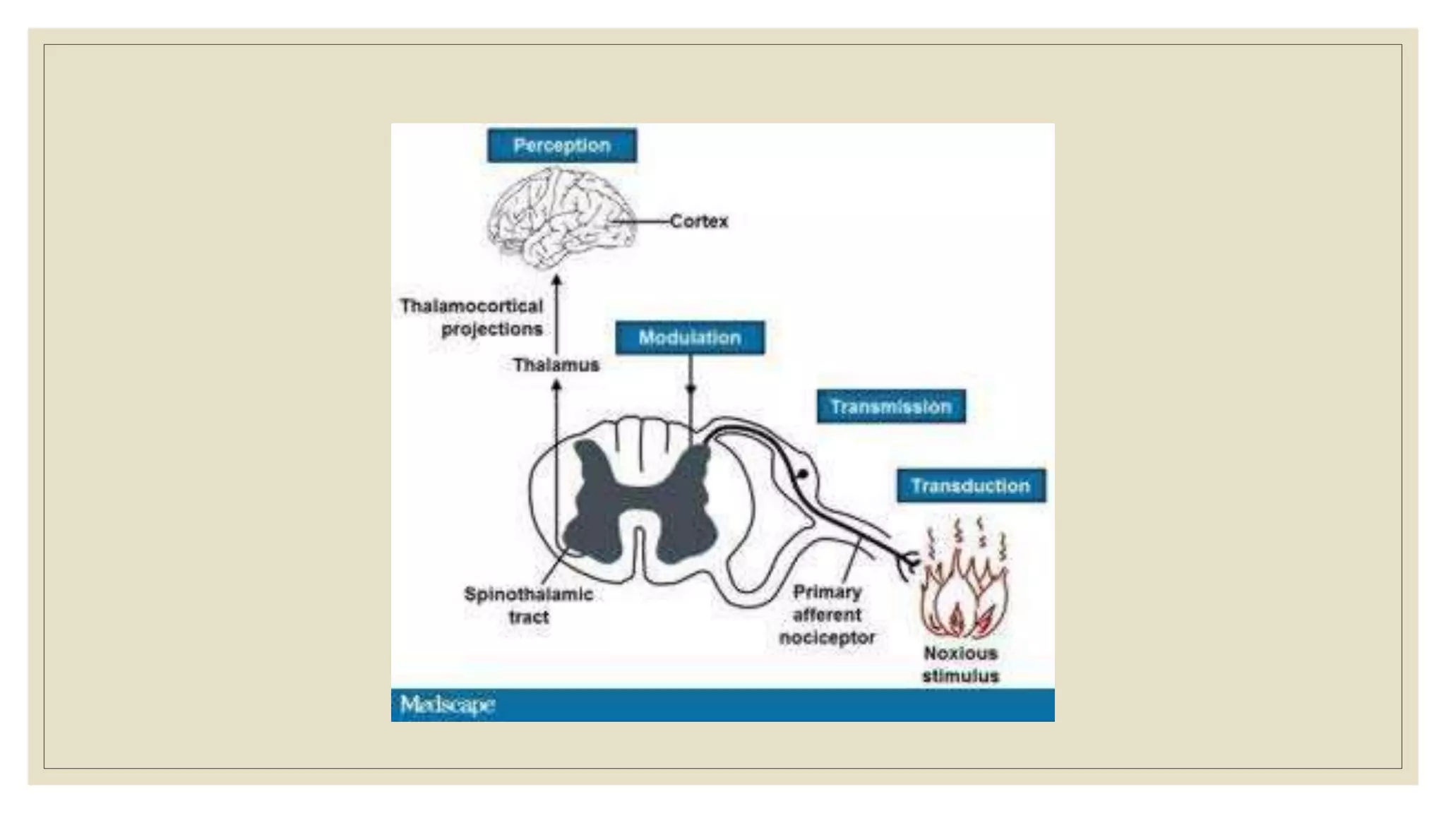 Pain Pathophysiology Overview | PPTX