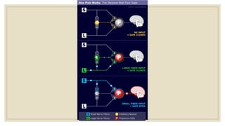 Pain Pathophysiology Overview | PPTX