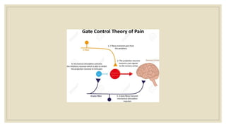 Pain Pathophysiology Overview | PPTX
