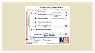 Pain Pathophysiology Overview | PPTX