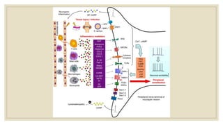 Pain Pathophysiology Overview | PPTX