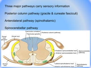 Three major pathways carry sensory information
Posterior column pathway (gracile & cuneate fasciculi)
Anterolateral pathway (spinothalamic)
Spinocerebellar pathway
 