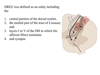 DREZ was defined as an entity including
the
1. central portion of the dorsal rootlet,
2. the medial part of the tract of Lissauer,
and
3. layers I to V of the DH in which the
afferent fibers terminate
4. and synapse
 