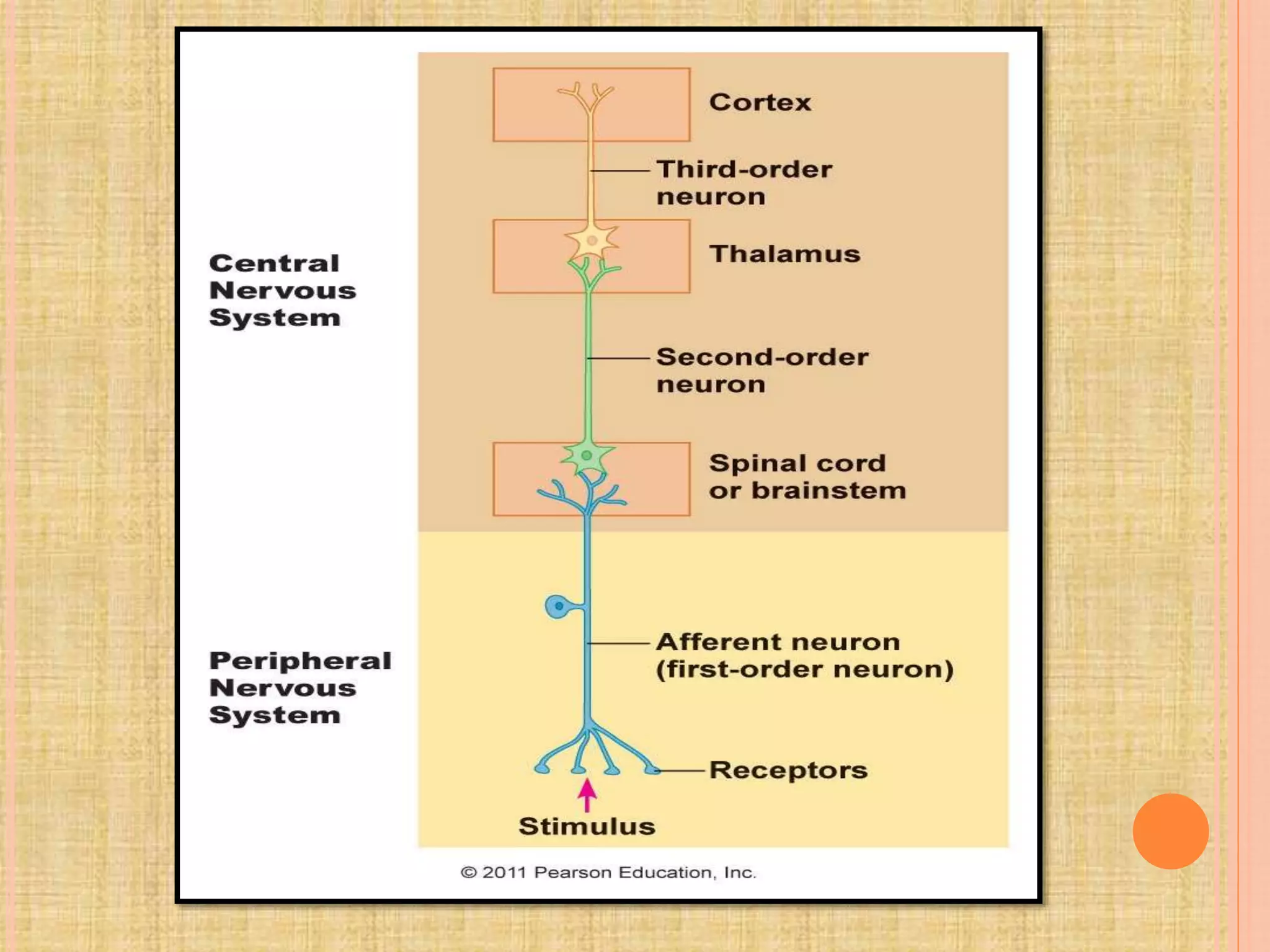 Pain pathway | PPTX
