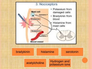 Pain pathway